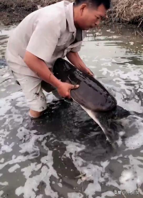 村民捕获2斤重野生甲鱼,80岁老人捕野生甲鱼