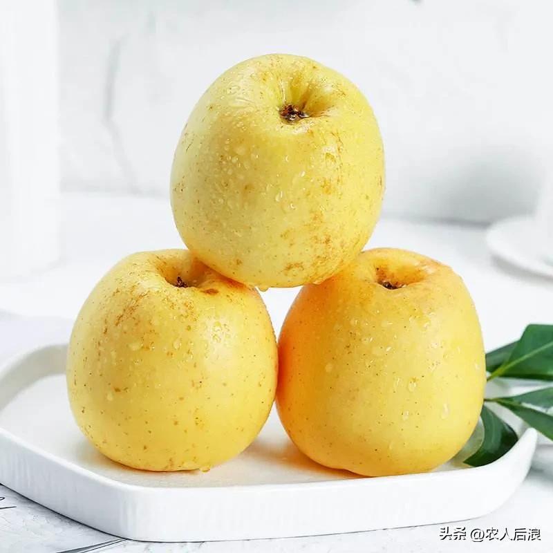 一斤卖16元，果农苦不堪言又趋之若鹜，维纳斯黄金苹果有啥吸引力