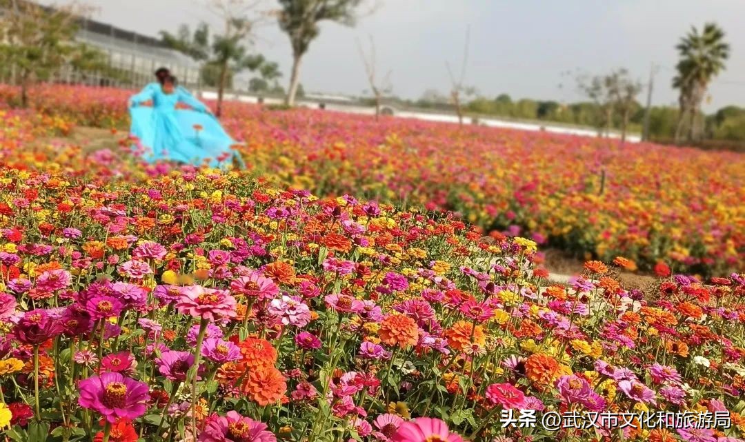 花朝河湾旅游景区本地人要门票吗,潘塘罗杨村花朝河湾景区最新消息