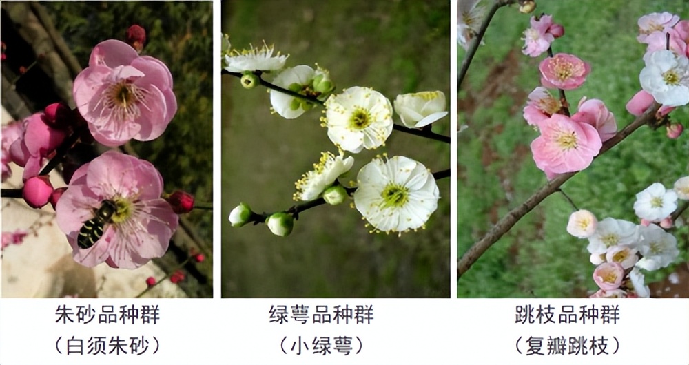 代树刚：“南梅北移”让京城百姓看得见梅花