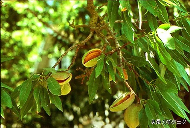 巴旦木是树的核还是果实,巴旦木是桃核还是杏核