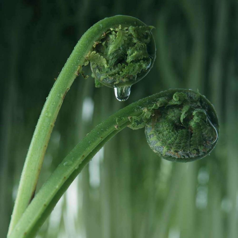 春天挖野菜图片大全,最全野菜图集63种野菜大图鉴