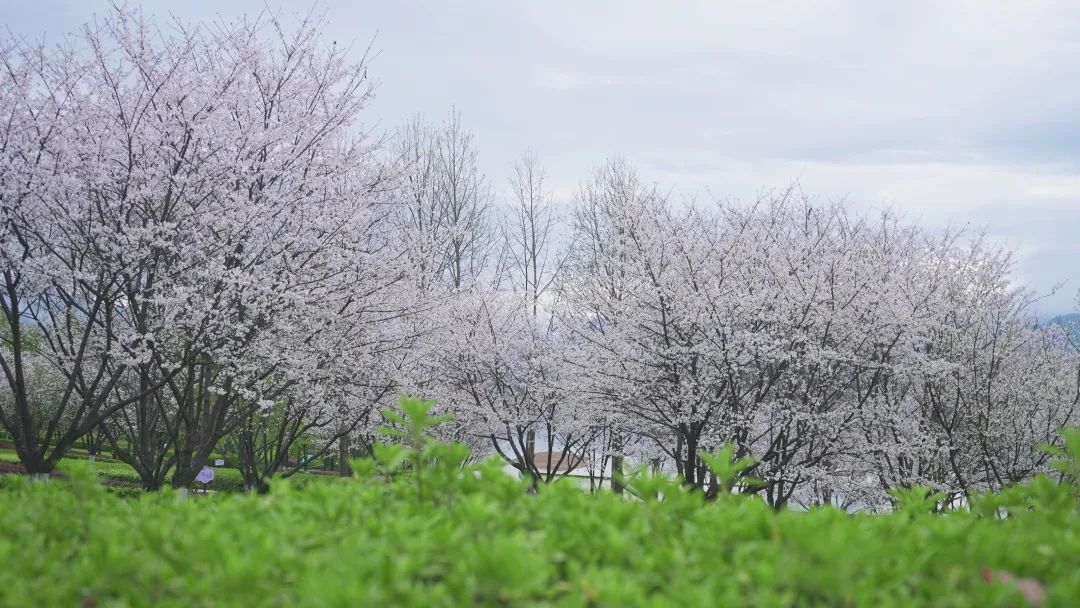 春暖花开时正是游湖赏花季,千岛湖四月赏花季节