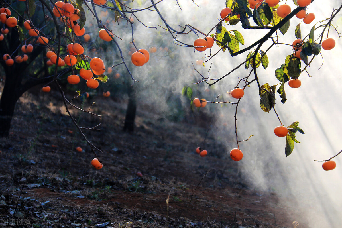 七夕新传牛郎织女漫话七夕情-山竹青青-开平朗诵
