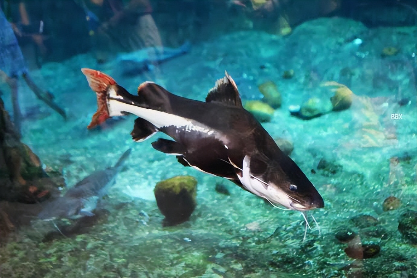 珠海长隆海洋王国水下走廊,世界级海洋乐园珠海长隆海洋王国