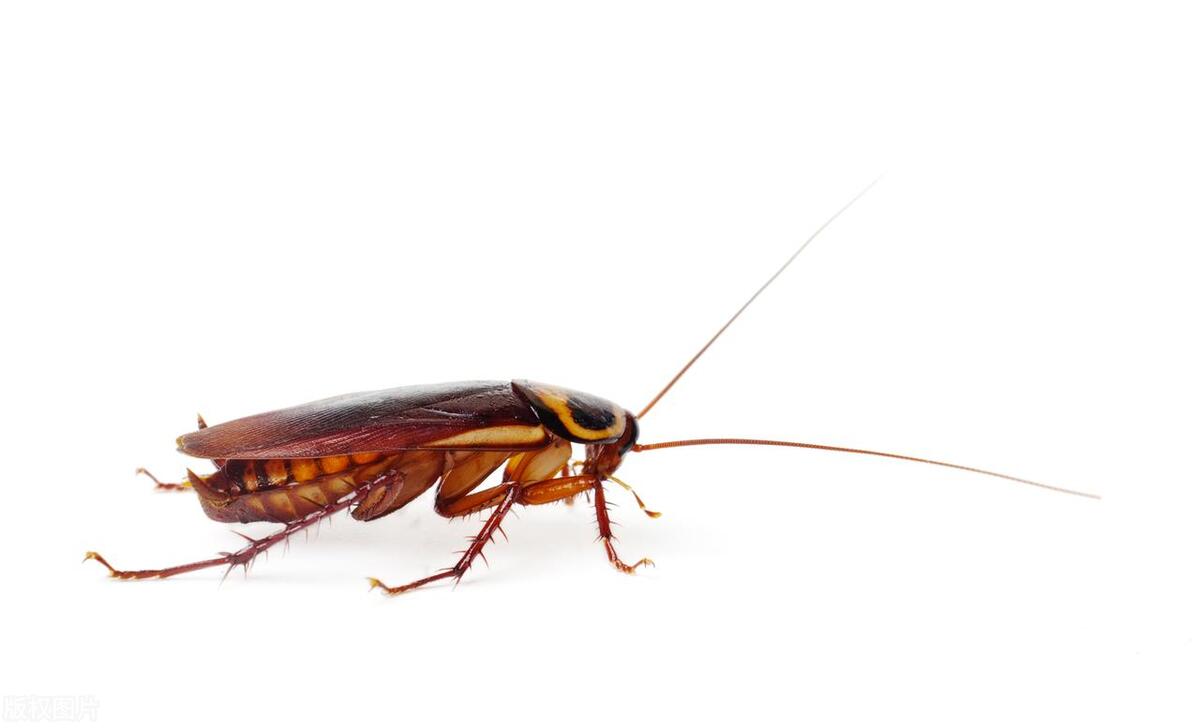 大量的酒精可以杀死蟑螂吗,什么药能杀死蟑螂最有效