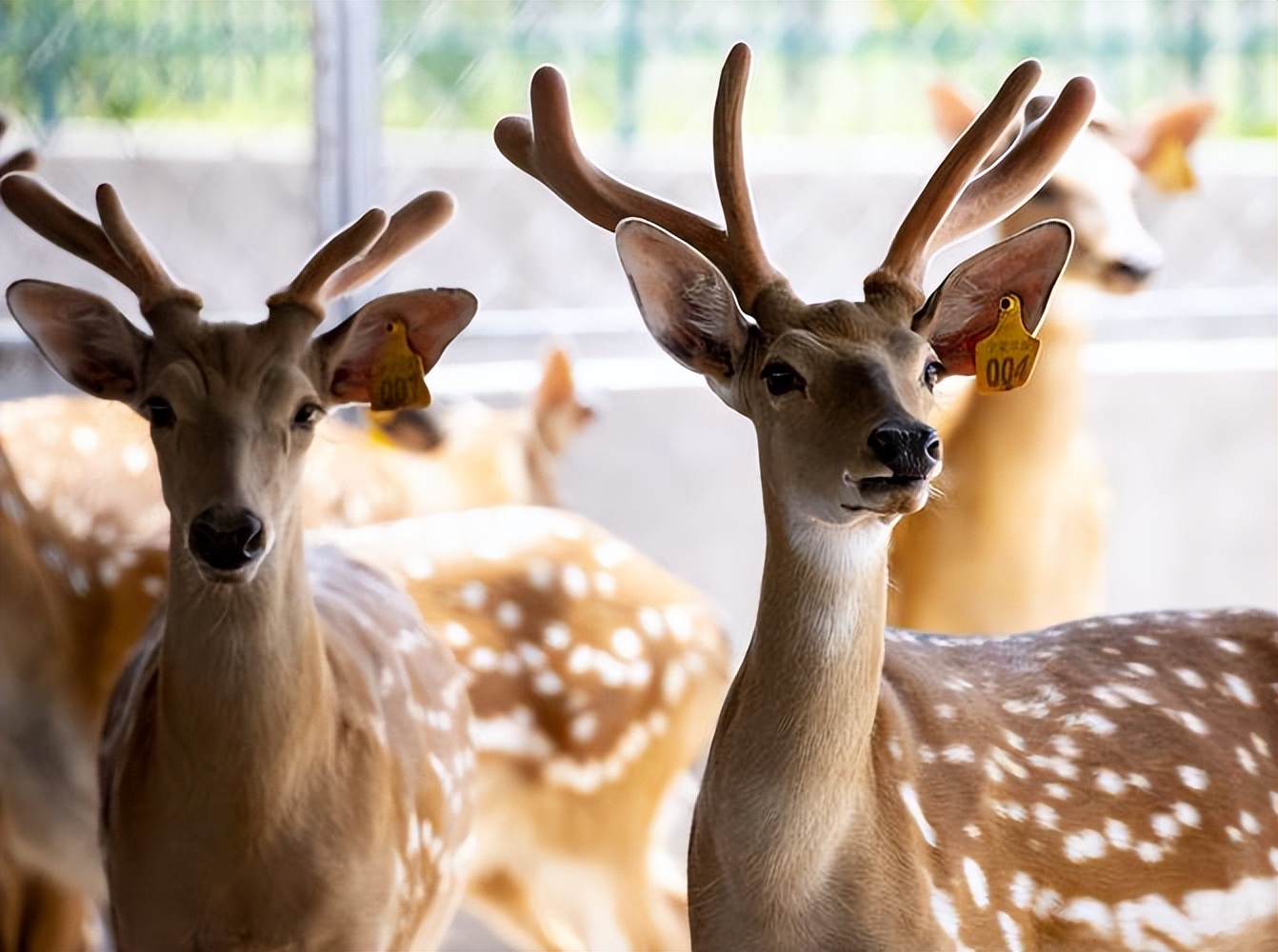 鹿角可血腥重生，却被西方偷师，鹿产品甚至被反向输出到了国内？