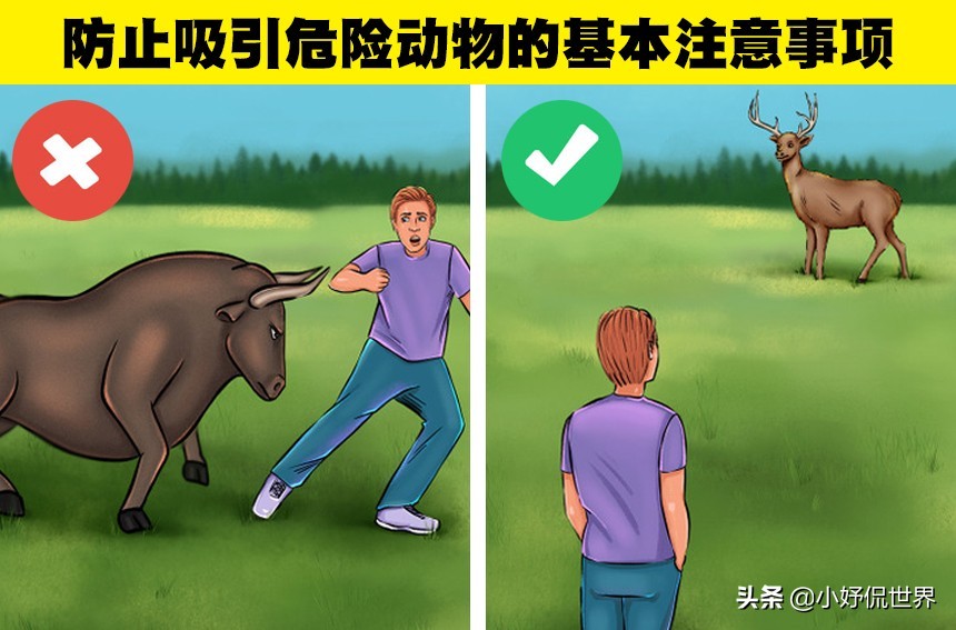 盘点8种面对动物的生存技巧,救命小技巧