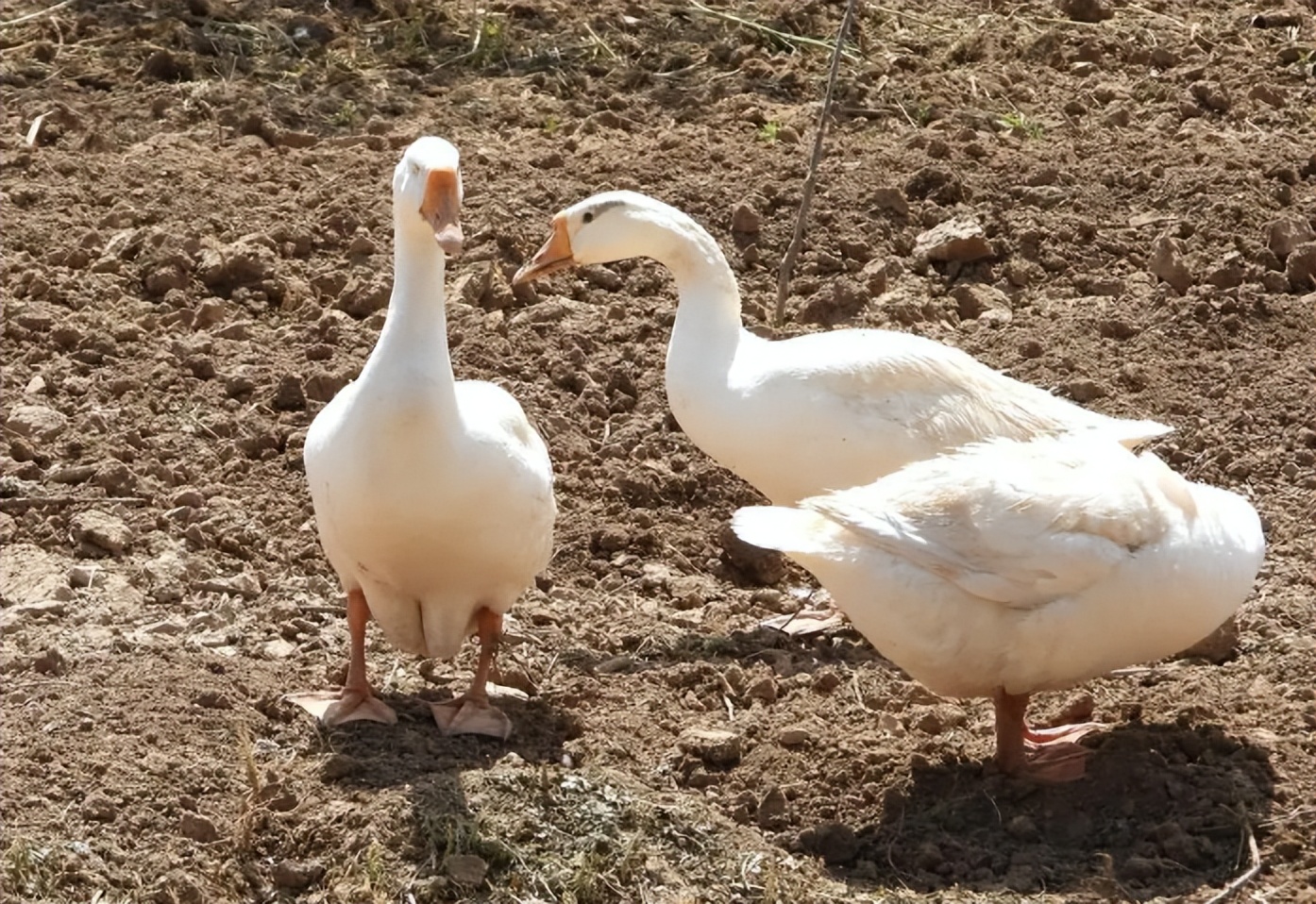 养鹅有哪些风险因素,养鹅的风险有哪些