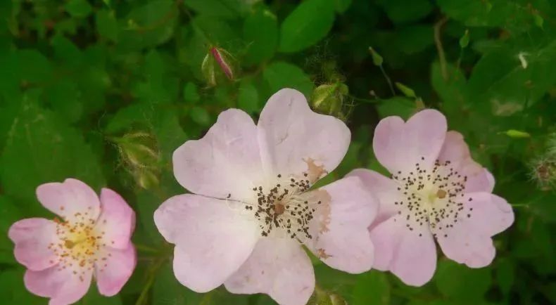 塔城赏花节,叮咚您有一份省钱攻略请收好