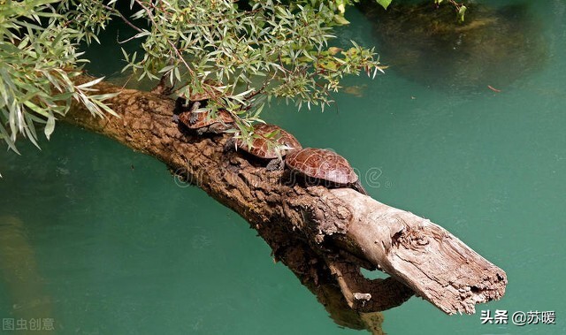 新手养龟乌龟要冬眠了怎么办,龟冬眠的注意事项是什么