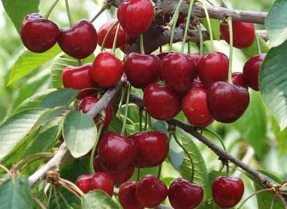 吃剩的水果种子可以种吗,这3种水果别舍不得吃