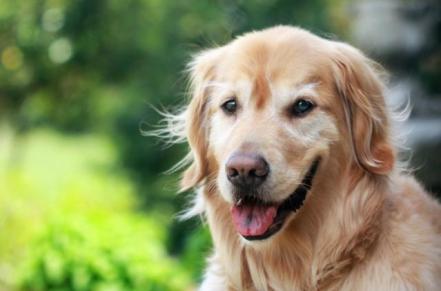 狗狗胰腺炎引起的原因该怎么治疗,狗狗胰腺炎的原因和治疗