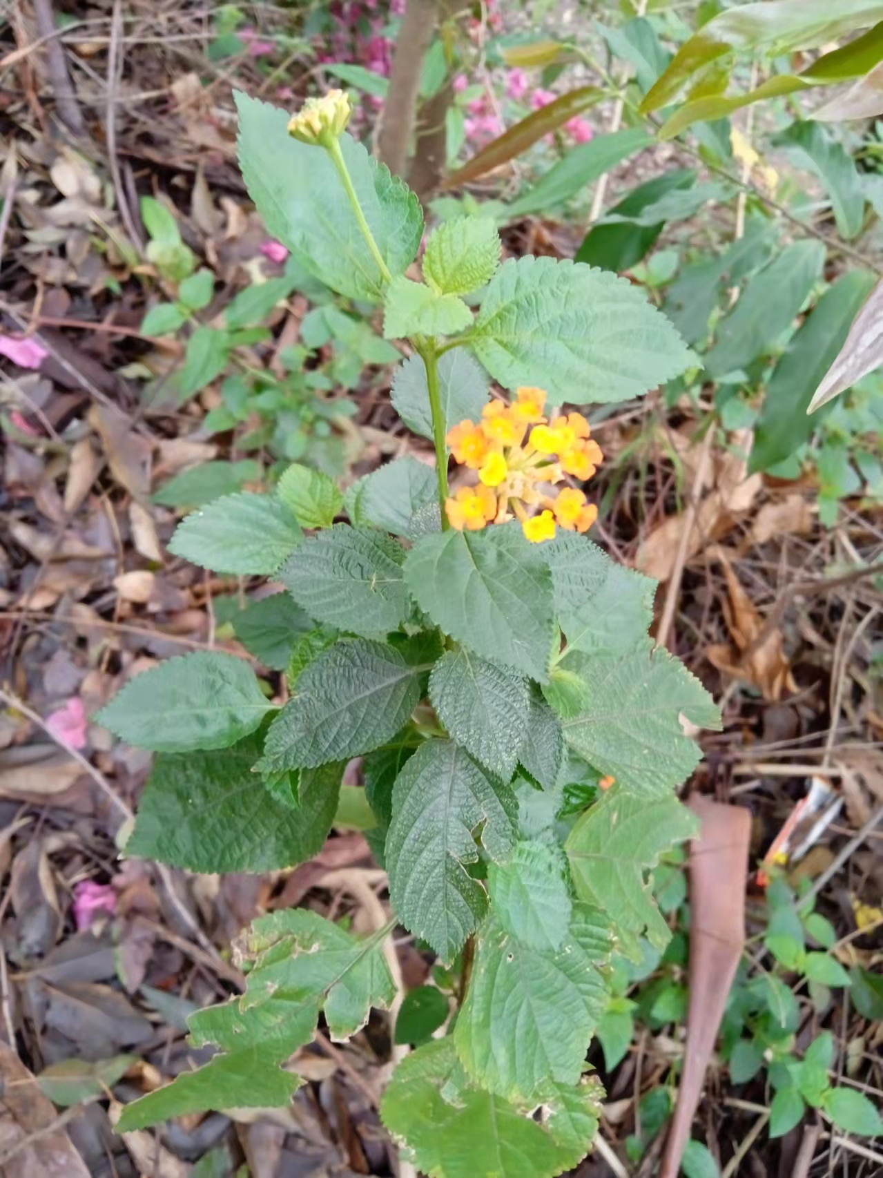 广州白云山春天的植物图片,广州白云山十大草本植物
