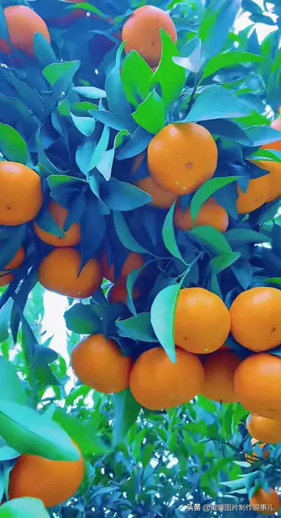 壁纸图片水果清新,丰收的水果高清图片壁纸