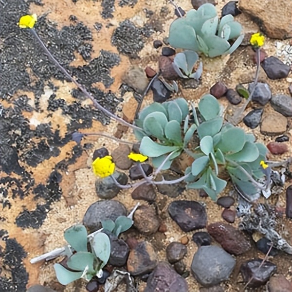 102个大类近500个多肉植物图片，都极其美丽，建议在家中也养一盆