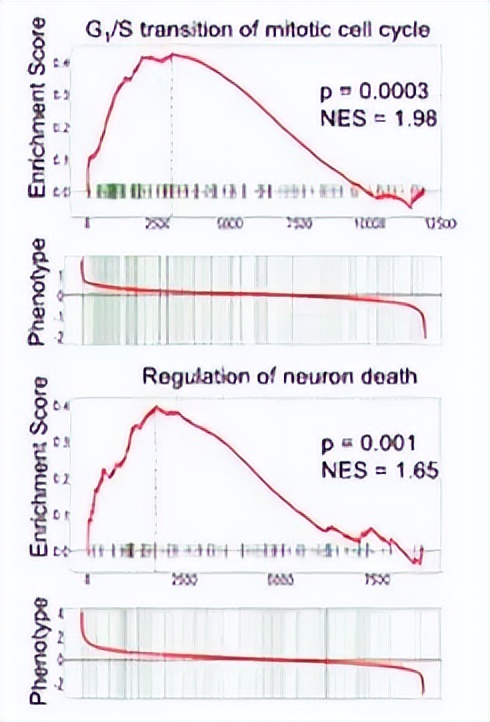 仓鼠会控制体重吗,仓鼠有免疫细胞吗