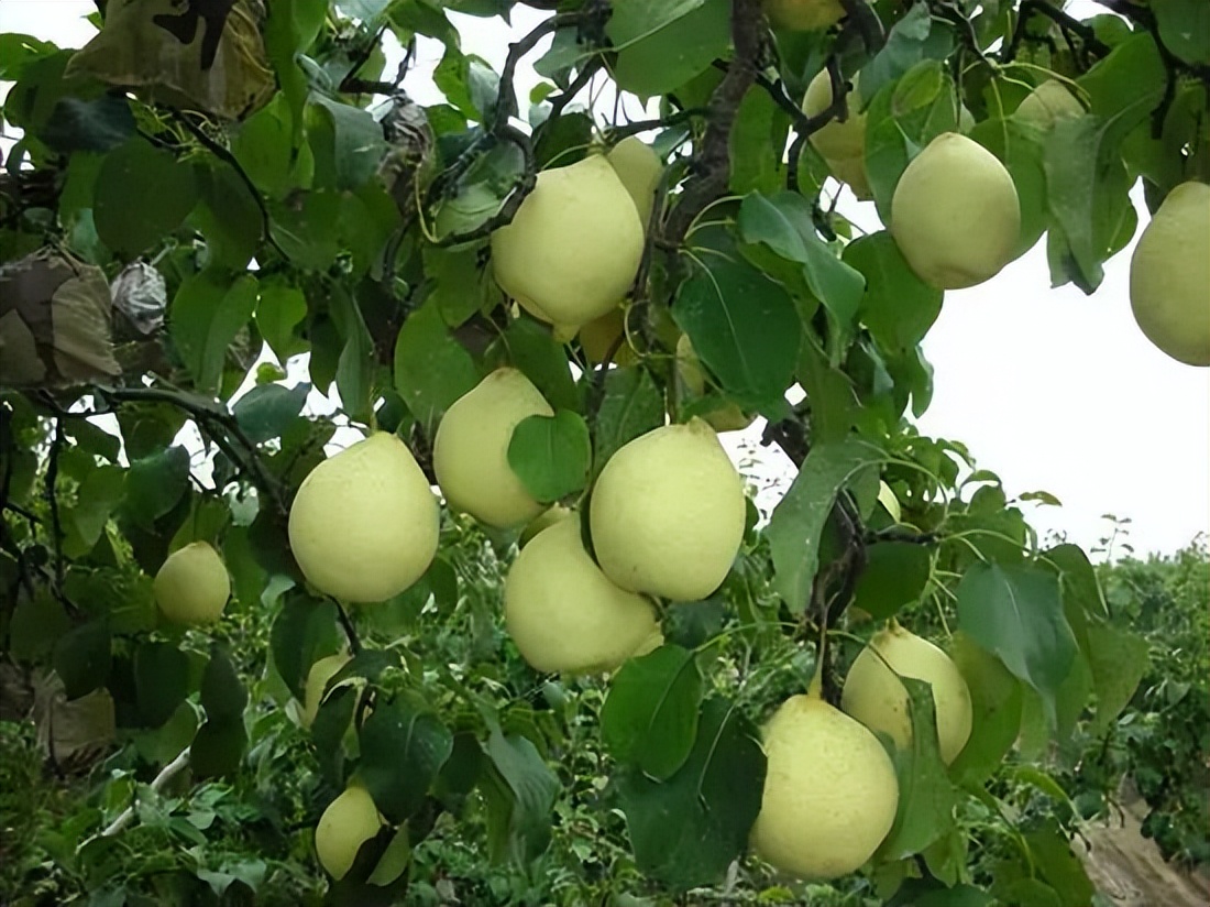 我爱我的家乡滨州市,我的家乡在滨州的作文