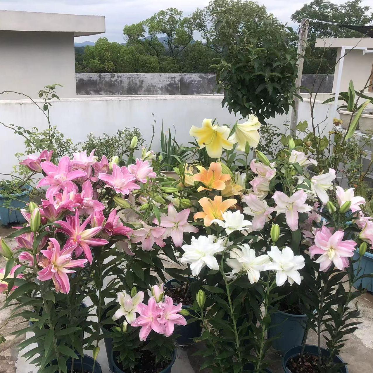 植物叶子的颜色是与什么有关,植物色彩的多样性原因及图片