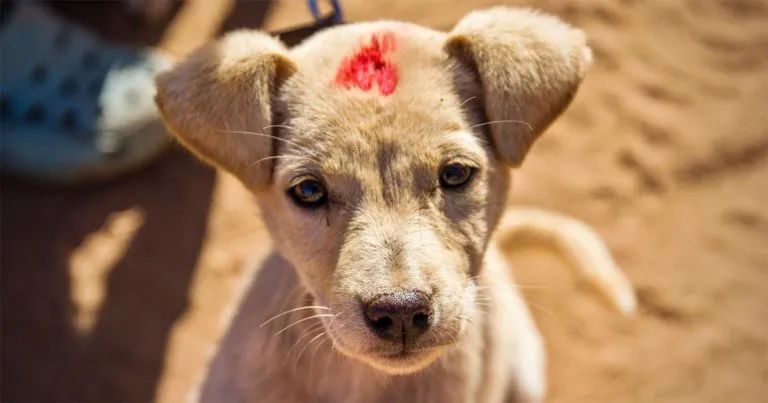 英国狗狗为什么没有狂犬病,英国为啥没狂犬病