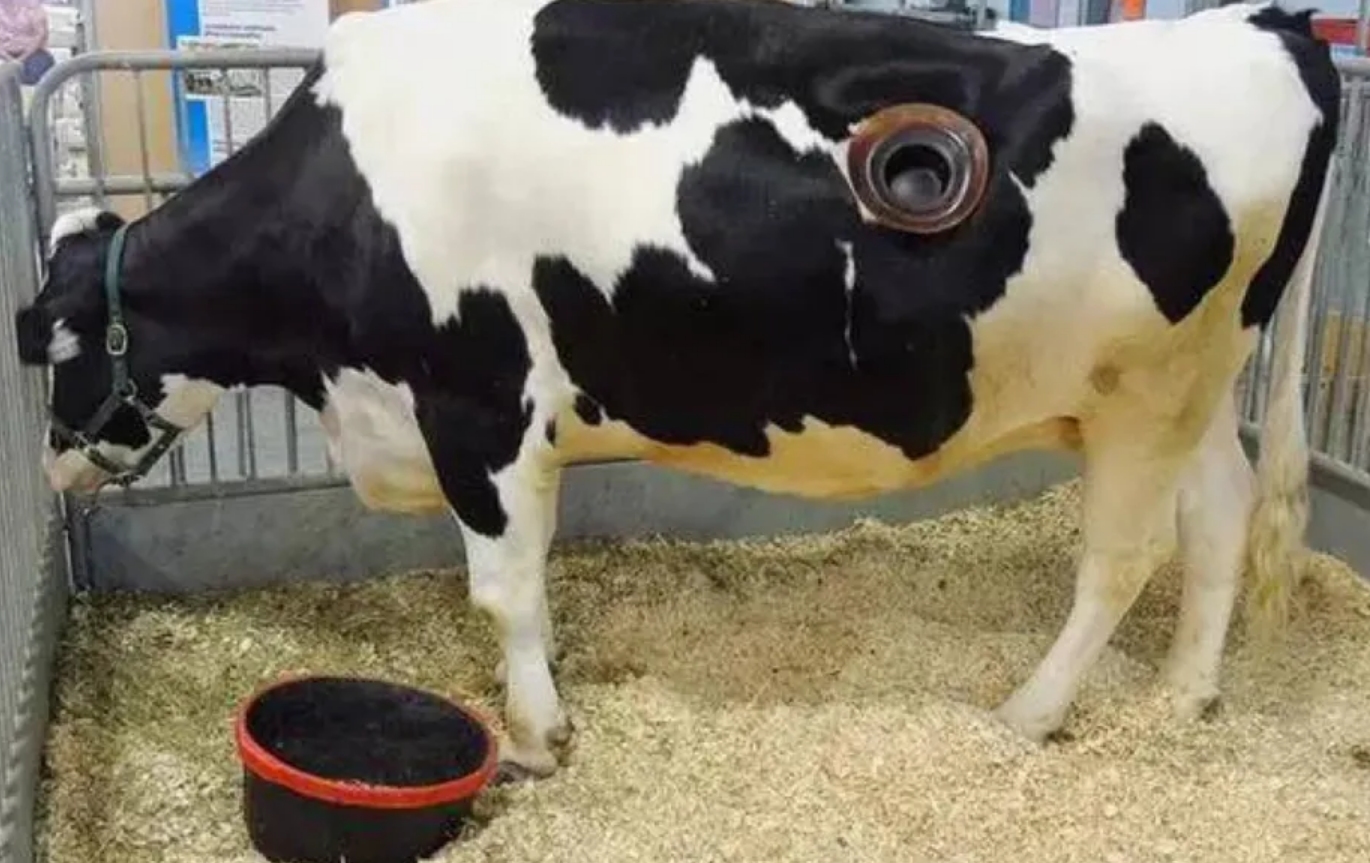 牛身上掏一个洞这对牛有何影响,为什么会在牛身上开洞