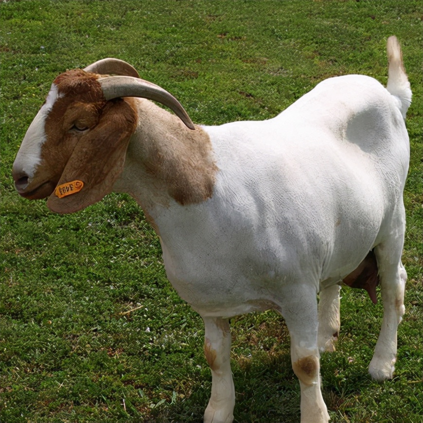 波尔多山羊属于宠物不,目前世界上最著名的肉用山羊品种