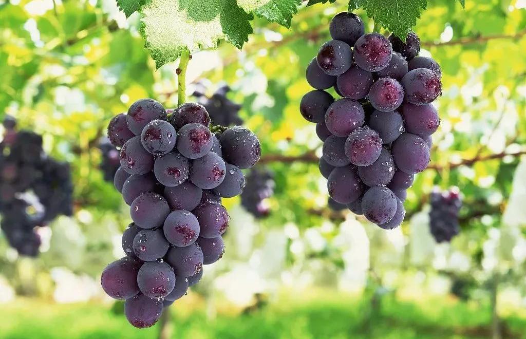 被捏碎乳腺的女人