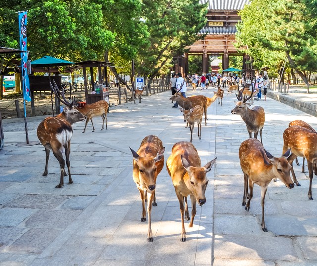 又到樱花季,什么时候去日本看樱花比较好