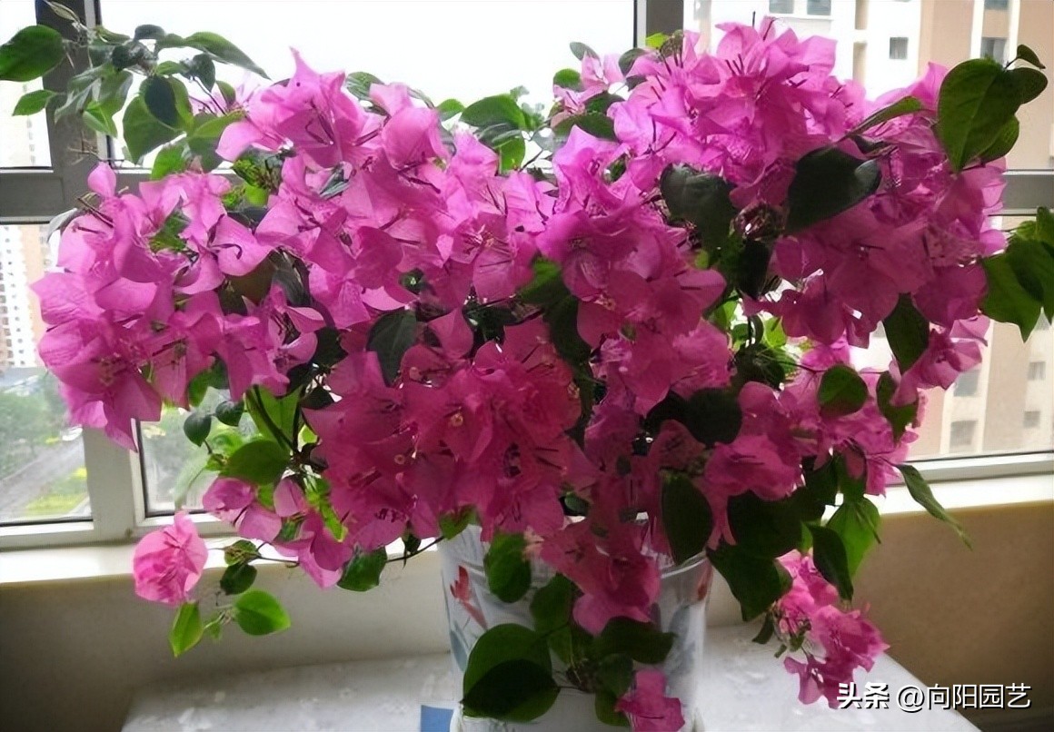 买的花回来养掉叶子,刚买回来的花养两天就枯了