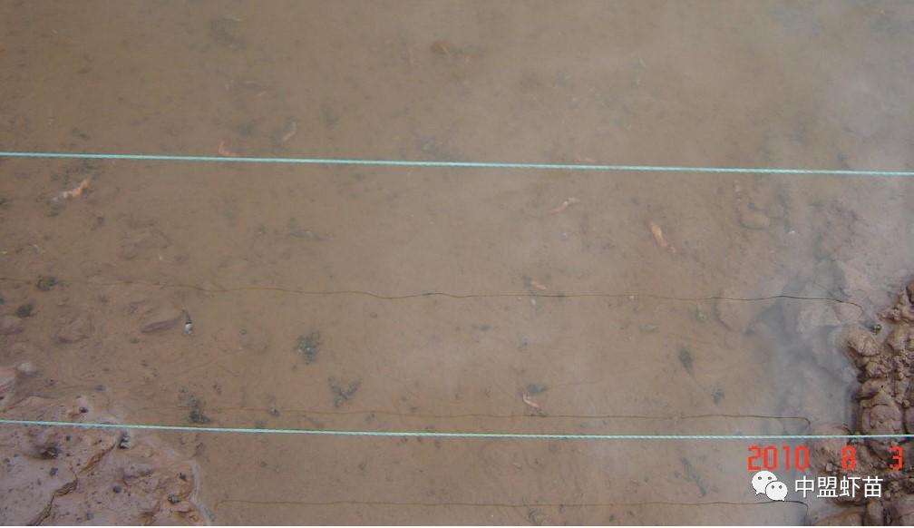 微孢子虫亚门,水产养殖微孢子虫