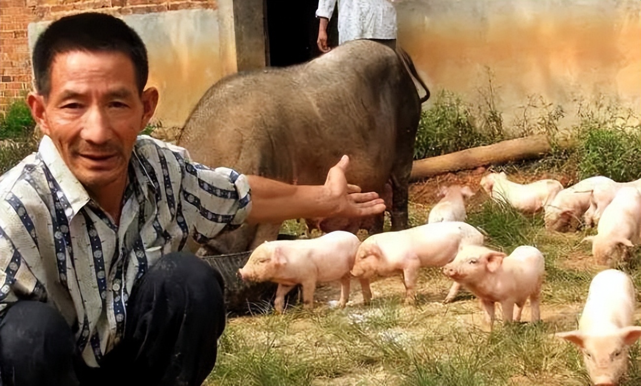 养猪做到这几点想不赚钱都难,养猪前景分析养猪什么时候不亏