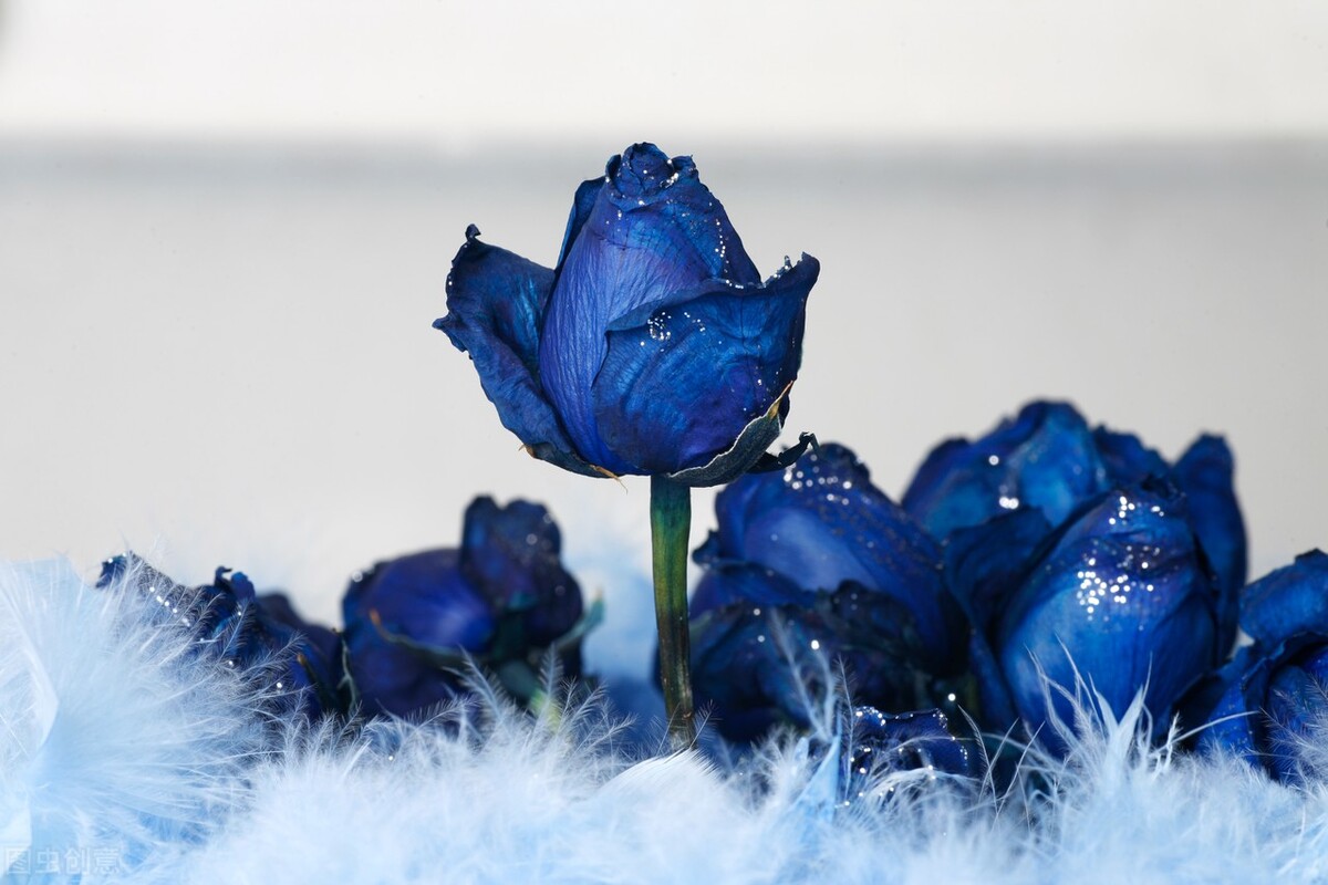 图片蓝色妖姬,蓝色妖姬图片q版