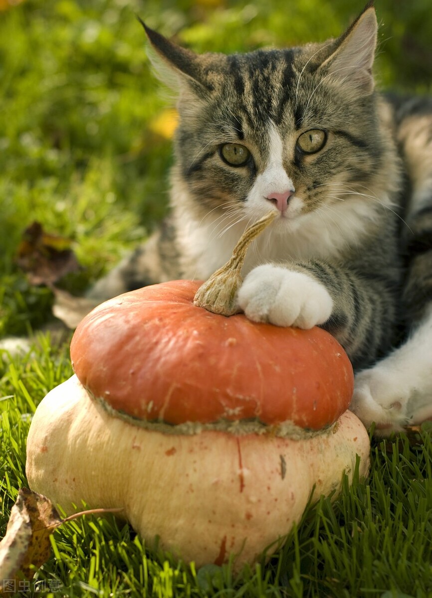 猫咪蹲猫砂盆不尿也不拉怎么回事,猫咪尿闭频繁躲猫砂盆