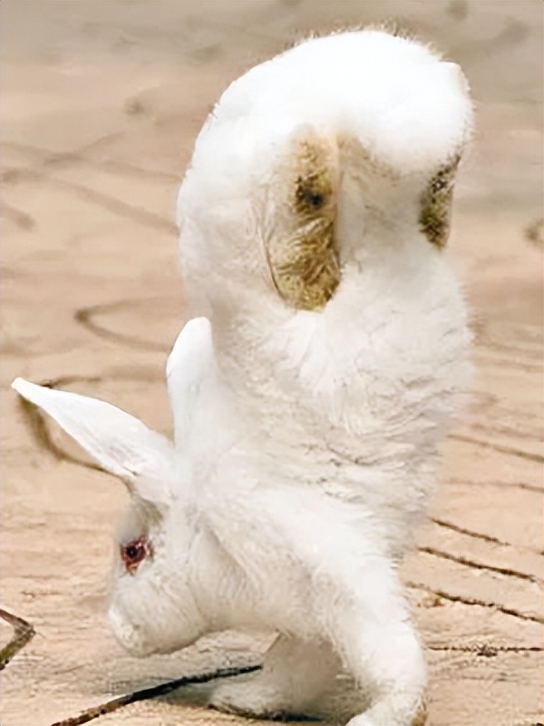 兔子跳肘倒立,为什么有些兔子可以倒立行走