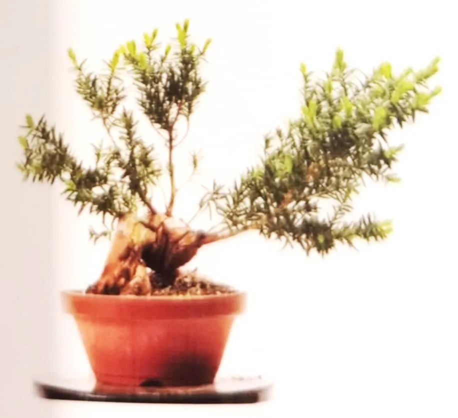 舍利红豆杉盆景,红豆杉老桩盆景怎么修剪