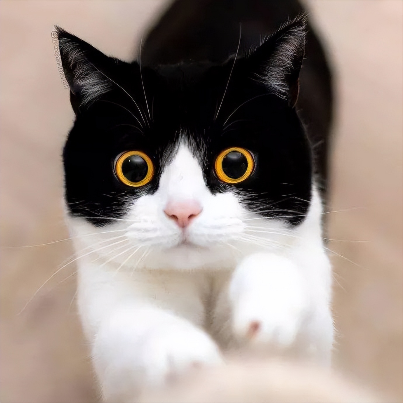 养猫首选这5种猫不仅忠诚还好养,养猫首选这8种猫