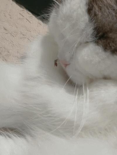 养猫有什么办法驱蚊子,养猫不可以用蚊香怎么驱蚊