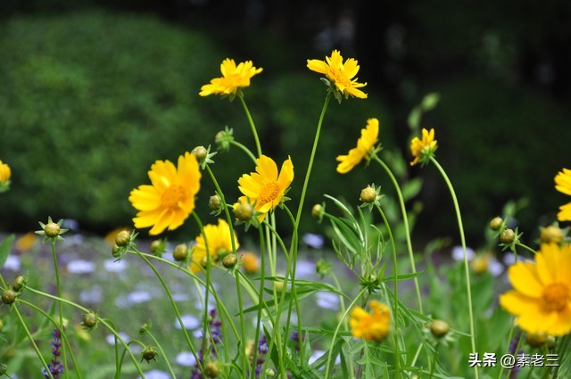 女作家去做保姆15年,女作家去做保姆奇葩的理由