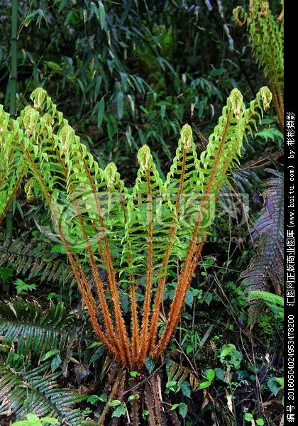 蜈蚣草哪里采,蜈蚣草耐寒吗