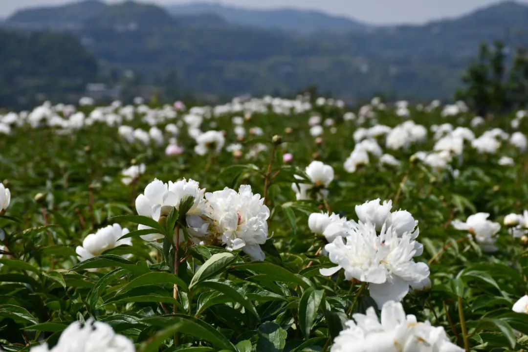 德阳中江县美食店,美食中江