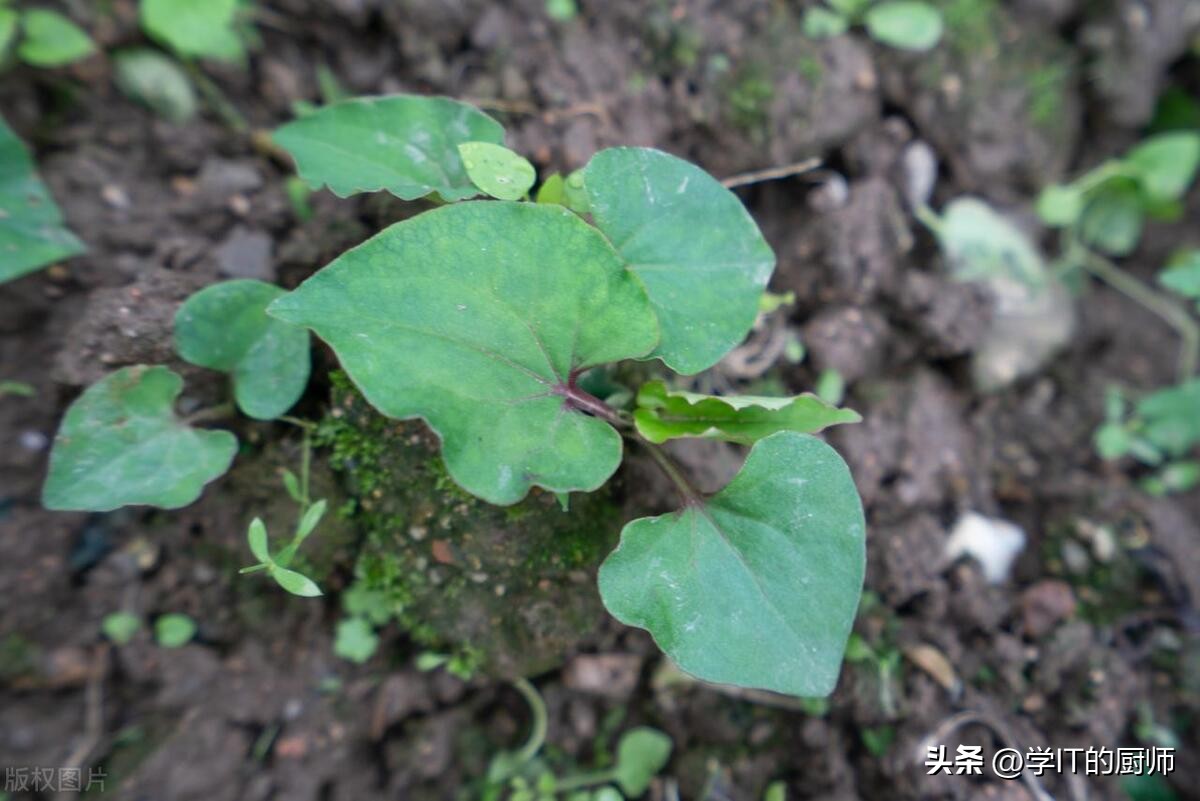 贵州村超附近美食涨价吗,贵州特色美食折耳根是什么