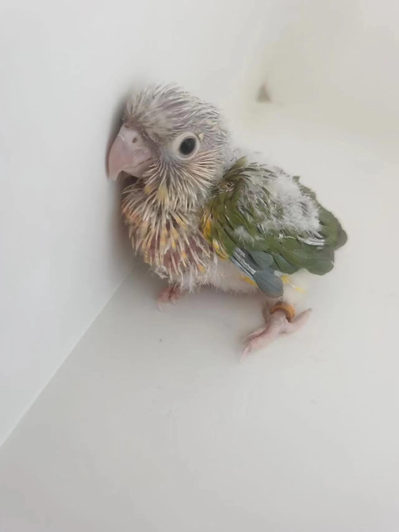 鹦鹉太粘人是什么感觉,怎么养鹦鹉粘手