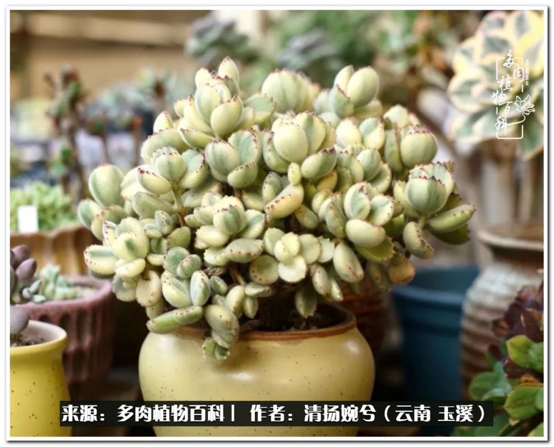 夏天好养颜值高的多肉,可爱的小多肉