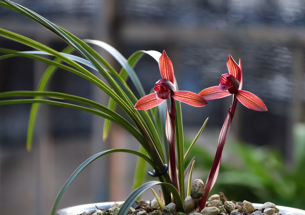 这才是中国名贵兰花,比较名贵的兰花