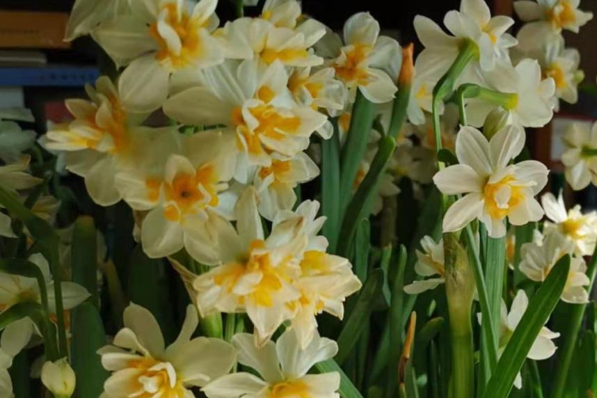 春季养这6种花请别再频繁浇水了,3种花漂亮又好养