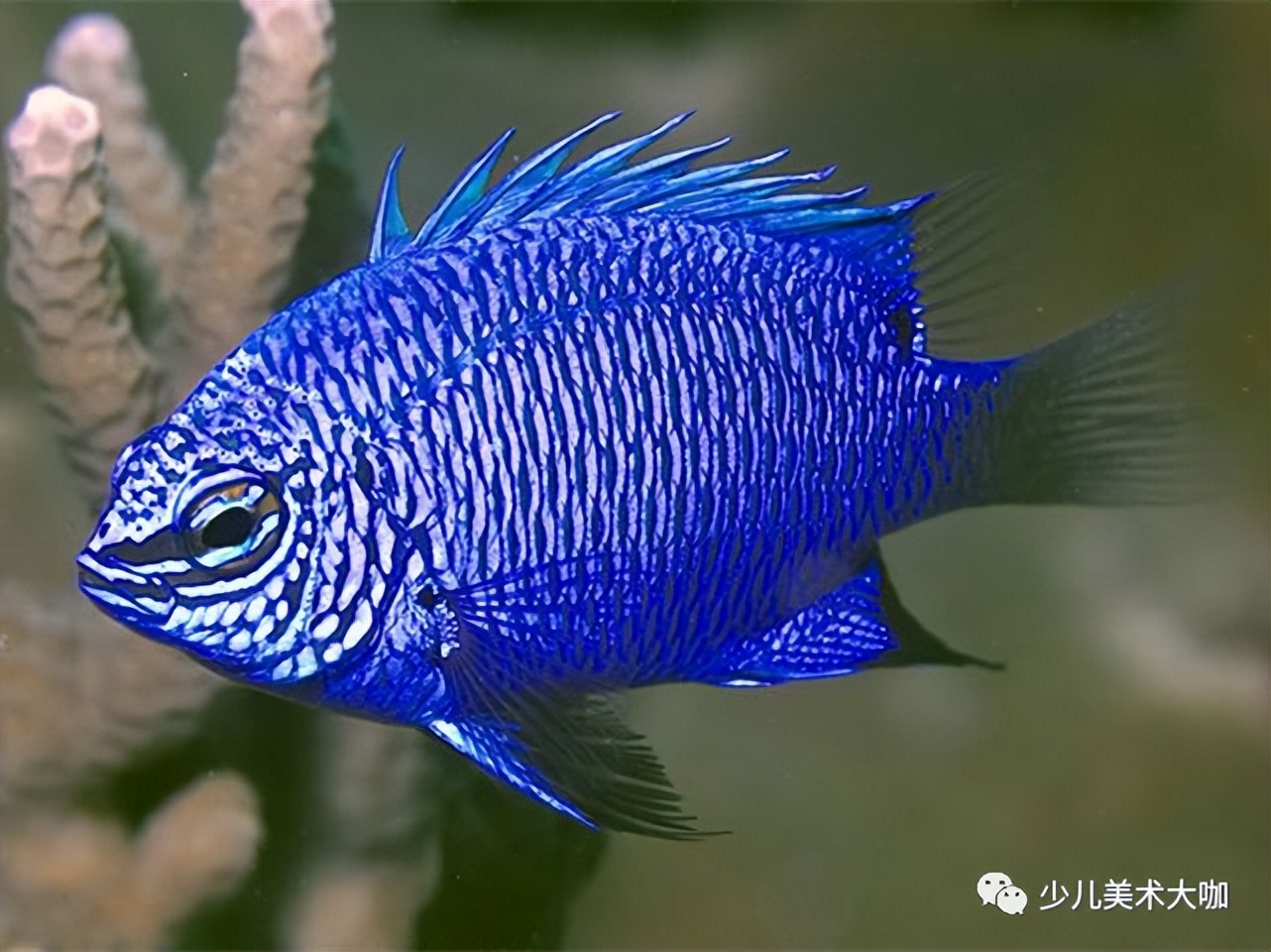 深海鱼群创意美术粘贴画,深海里的鱼群美术教案