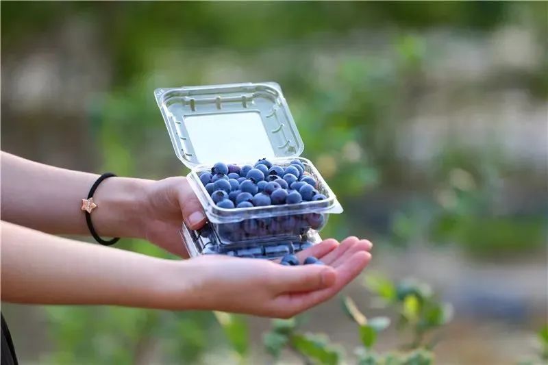 夏天的味道!房县夏日水果图鉴来啦