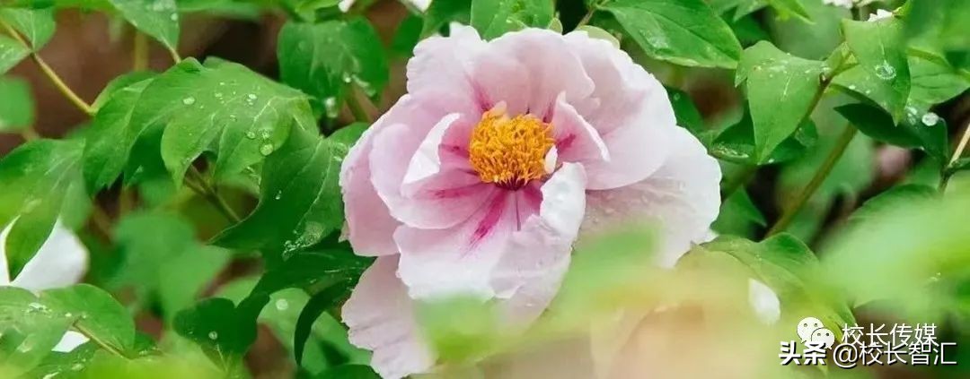 以道德情操滋养师德之魂——《如何成为一名好老师》读书心得