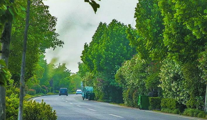 四川泸州摇蚊聚集，犹如微型“龙卷风”，摇蚊爆发真的是好事吗？