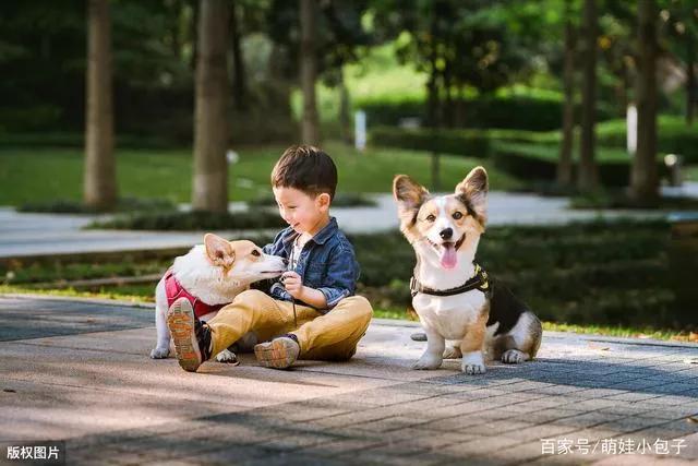 养狗的烦恼全集,养狗的烦恼和快乐有什么区别